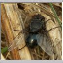 Calliphora vicina - Schmeissfliege 10.jpg